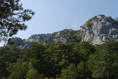 蓝天下大红树 在草地覆盖的山岳背景之下山坡山腰全景公园云杉爬坡旅游旅行风景树木图片