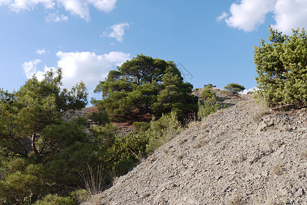 一棵大宽树 长在陡峭的斜坡上 覆盖蓝天背景上的青草图片