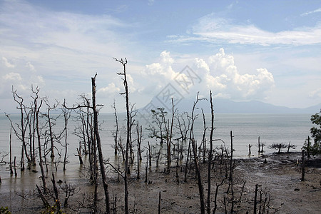 沙拉瓦的死红树林水池国家沼泽地沼泽海洋热带木头水库红树森林图片