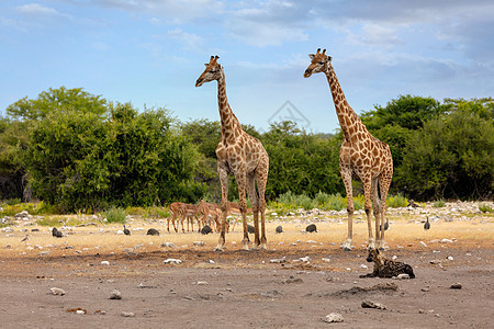 Etosha的Giraffe 带被剥皮的土狼 纳米比亚野生动物图片