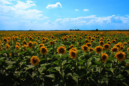 蓝天空背景的向日葵字段天气晴天阳光季节农业叶子地平线花瓣农场生长图片