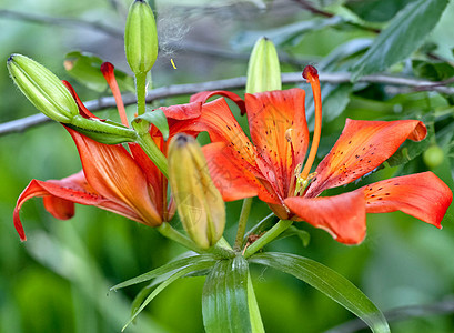 橙色老虎 Lily花植物季节性宏观植物群植物学绿色百合园艺活力生活图片