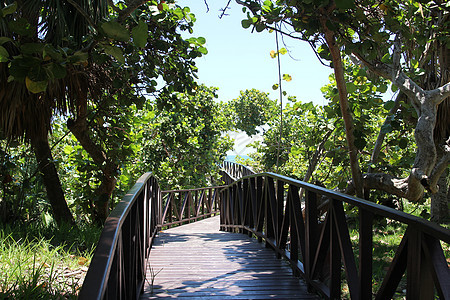 穿过绿丛林的木林路通向蓝海环境花园蓝色小路途径荒野叶子热带木头场地图片