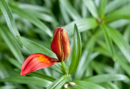 老虎百合芽花瓣黄褐色植物学橙子季节叶子植物群琥珀色植物宏观图片