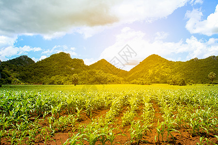 日落时暖光照亮的农村地貌 山丘和玉米农场草地太阳晴天场地季节牧场爬坡天空风景阳光图片