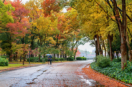 日本大阪城公园秋天公园多彩的叶子 秋天季节小路场景橙子阳光植物射线环境森林树叶太阳背景