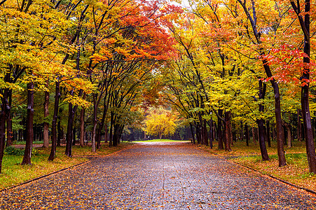 日本大阪城公园秋天公园多彩的叶子 秋天季节风景晴天射线阳光小路树叶太阳森林太阳光线树木背景