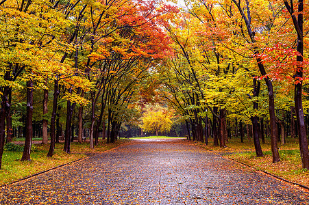 秋天公园多彩的叶子 秋天季节风景晴天射线阳光小路树叶太阳森林太阳光线树木图片