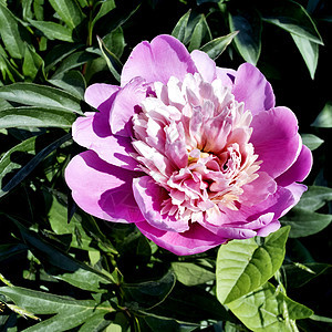 盛开的玫瑰花活力香味礼物植物压痛粉色宏观深情圆形玫瑰图片