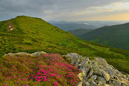 夏季山丘的粉红罗多登峰石头阳光高地王国高原远景小径远足植被植物图片