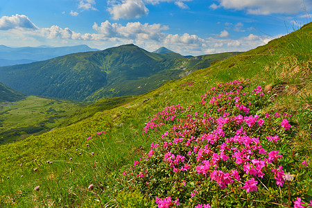 夏季山丘的粉红罗多登峰远足高山山脉旅行阳光植被游览植物群旅游高原图片