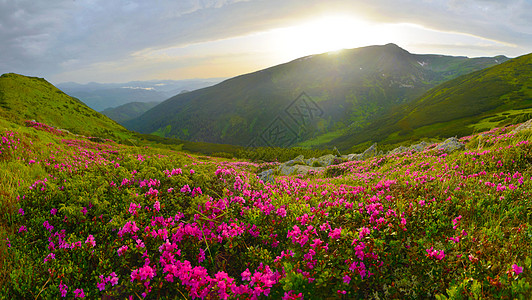 夏季山丘的粉红罗多登峰植物太阳地方小径季节观赏远足高山远景草甸图片