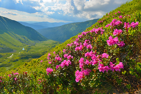 夏季山丘的粉红罗多登峰植物远景天空旅行峡谷旅游高山草地山脉高原图片