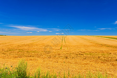 夏季麦田成熟植物土地栽培农村农业蓝天谷物农场阳光阳光照射图片