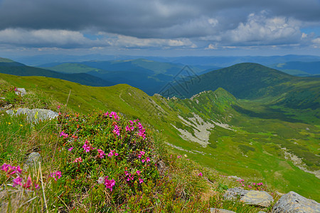 夏季山丘的粉红罗多登峰地方旅行草甸观赏植物远足王国山脉高原阳光照射图片