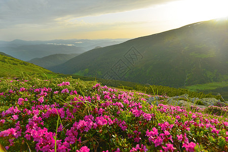 夏季山丘的粉红罗多登峰观赏高原远足草甸游览阳光照射植物草地高山高地图片