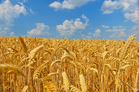 夏季麦田成熟阳光照射种粮植被场地生长栽培植物群农村阳光谷物图片