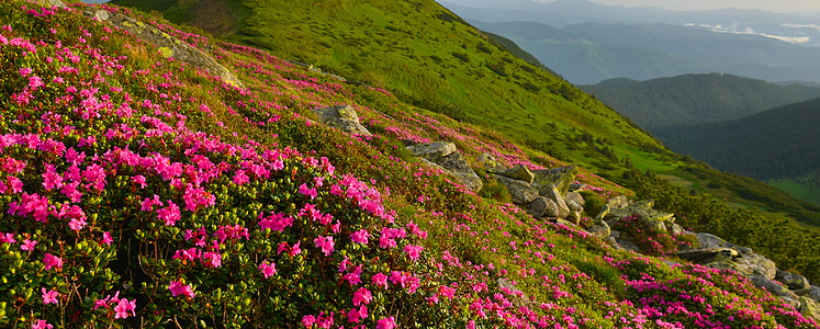 夏季山丘的粉红罗多登峰高原植物群王国游览旅行小径草甸远景远足天空图片