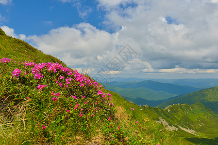 夏季山丘的粉红罗多登峰远景植物群旅行高山植物游览山脉观赏季节阳光照射图片