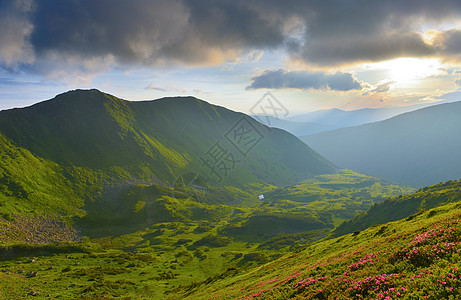 夏季山丘的粉红罗多登峰草地观赏远足旅行植被远景高地植物群季节太阳图片