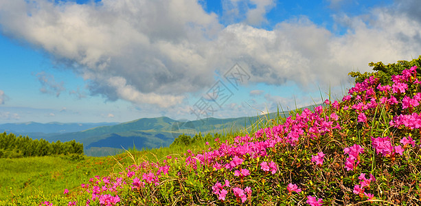 夏季山丘的粉红罗多登峰高地地方游览观赏王国旅游高山草甸山脉季节图片