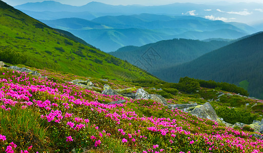 夏季山丘的粉红罗多登峰季节旅游旅行小径阳光植被高山地方山脉远足图片