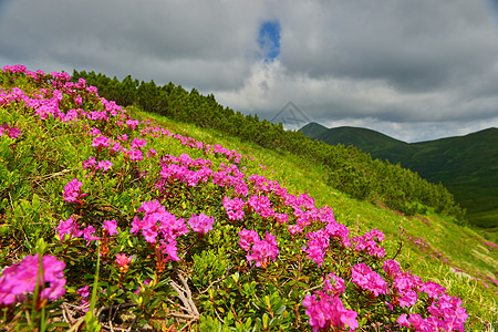 夏季山丘的粉红罗多登峰植被旅游山脉旅行观赏王国天空阳光照射植物群游览图片