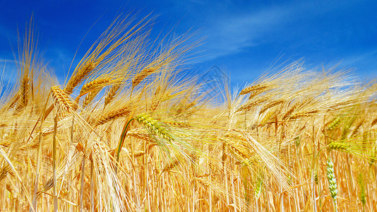 夏季麦田成熟种粮生长土地农场农业阳光照射蓝天植物群阳光植被图片