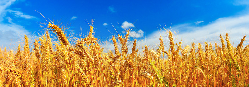 夏季麦田成熟全景阳光植物群种粮农业农场生长场地土地收成图片