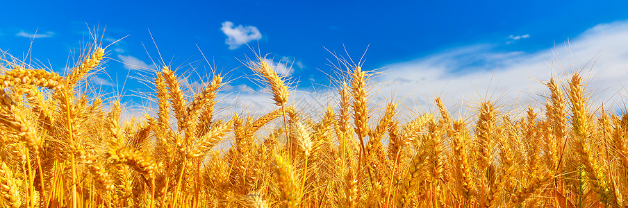 夏季麦田成熟植物群种粮农业农村生长植物阳光照射场地粮食谷物图片