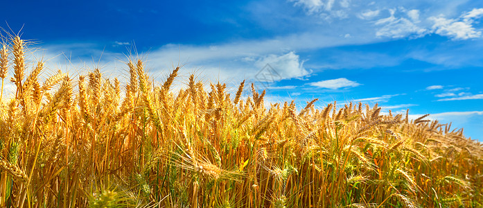 夏季麦田成熟粮食土地收成阳光阳光照射植物群农业蓝天种粮场地图片
