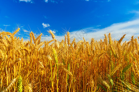 夏季麦田成熟粮食场地植被植物群谷物栽培生长种粮植物阳光图片