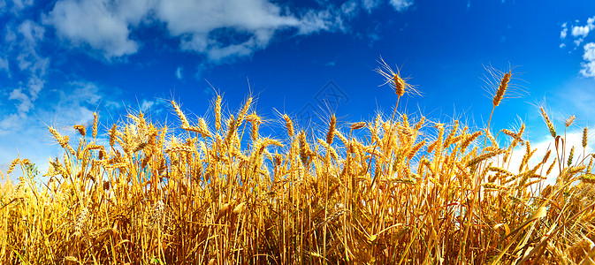 夏季麦田成熟植物农场谷物场地阳光植物群阳光照射农业种粮农村图片