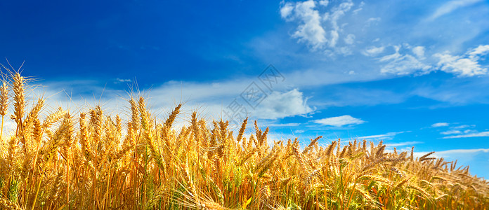夏季麦田成熟蓝天场地收成农村植被粮食阳光照射农业生长栽培图片