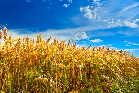 夏季麦田成熟收成植被农业农场植物群种粮阳光照射土地农村植物图片
