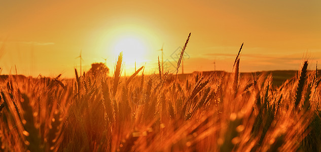 日出时小麦田粮食场地种粮麦田土地生长阳光植被栽培阳光照射图片
