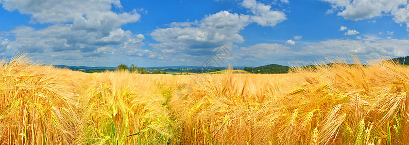 夏季麦田成熟植物群种粮阳光照射收成场地栽培植物生长谷物植被图片