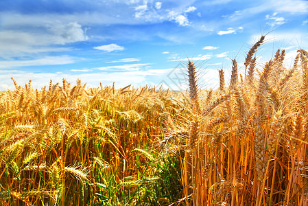 夏季麦田成熟植物群表面栽培阳光照射小麦农村黄色乡村种粮收成图片
