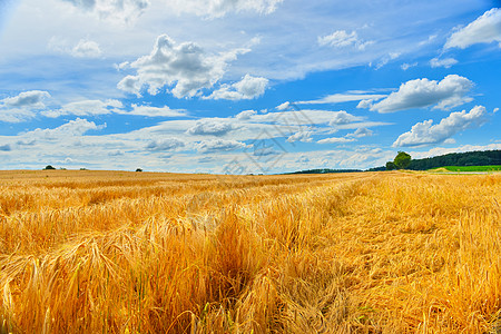 夏季麦田成熟植物生长农村场地蓝天谷物农业植被植物群土地图片