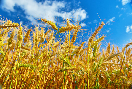 夏季麦田成熟场地植物植物群阳光收成种粮生长栽培植被谷物图片