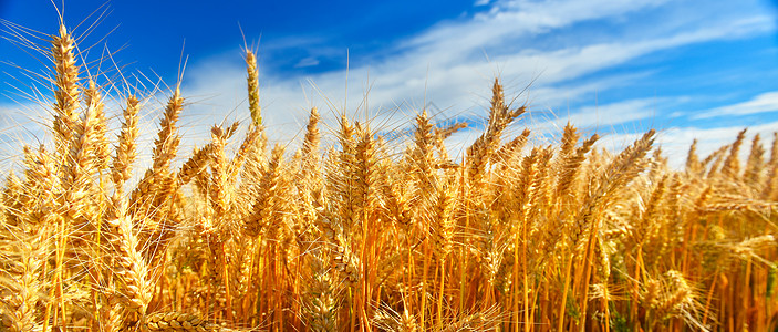 夏季小麦田植物群晴天农场栽培阳光照射农村表面农业收成谷物图片