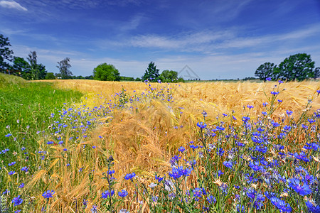 夏季小麦田植物谷物种粮收成场地地方农村栽培农业乡村图片