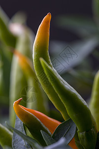 特写橙辣椒工厂农业胡椒叶子植物蔬菜农场园艺食物花园生长图片