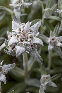 紧闭开阔的菜花白色植物学植物群叶子花瓣草本植物绿色星星植物野花图片