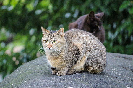 坐着棕色条纹猫白色毛皮动物哺乳动物宠物小猫绿色猫咪眼睛图片