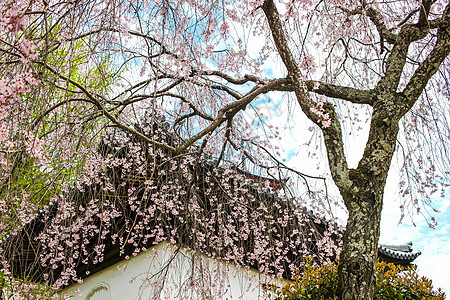 美丽的粉红樱花 樱花花树寺庙白色天空蓝色旅行季节粉色宝塔花园图片