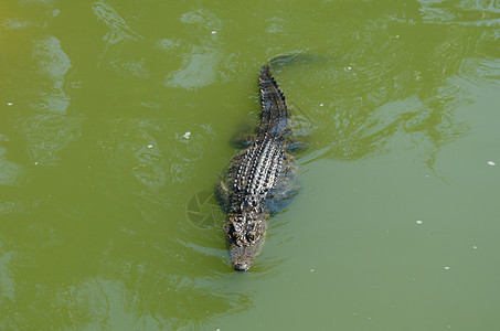 沼泽中的鳄鱼图片