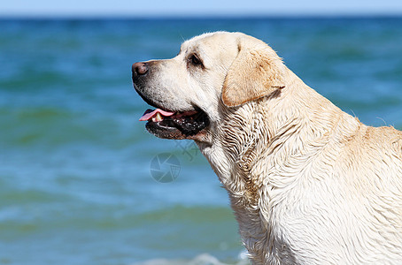 在海洋肖像上玩的黄色拉布拉多天空朋友波浪白色猎犬晴天海滨宠物幸福太阳图片