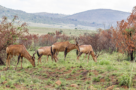 红哈特比斯哺乳动物牛角国家旅行野生动物红色羚羊公园狍子红马图片