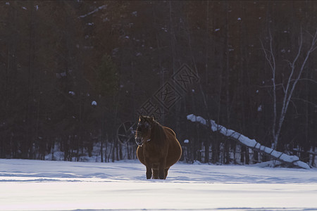 冬天的雅库特人马在雪雪中 是雅库特人马的品种领导者便便动物马术力量环境蓝色场地荒野鬃毛图片